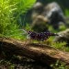 Berried Female Black Sulawesi White Sock Shrimp Sulawesi White Sock (Caridina dennerli)