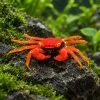 Male Tomato Vampire Crab Tomato Vampire Crab (Geosesarma sp. Tomato)