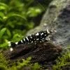 Sulawesi Galaxy Grade S Sulawesi Galaxy (Caridina dennerli)