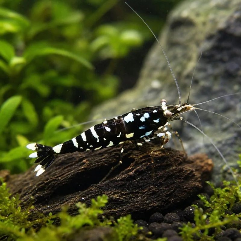 Sulawesi Galaxy Grade S Sulawesi Galaxy (Caridina dennerli)