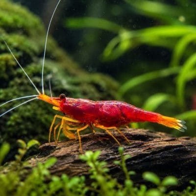 Sulawesi Yellow Nose