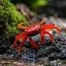Tomato Vampire Crab
