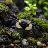 White-handed Vampire Crab White-handed Vampire Crab (Geosesarma pontianak)