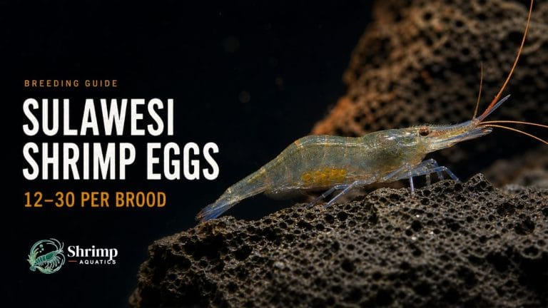 How Many Eggs Does a Female Sulawesi Shrimp Carry per Brood?