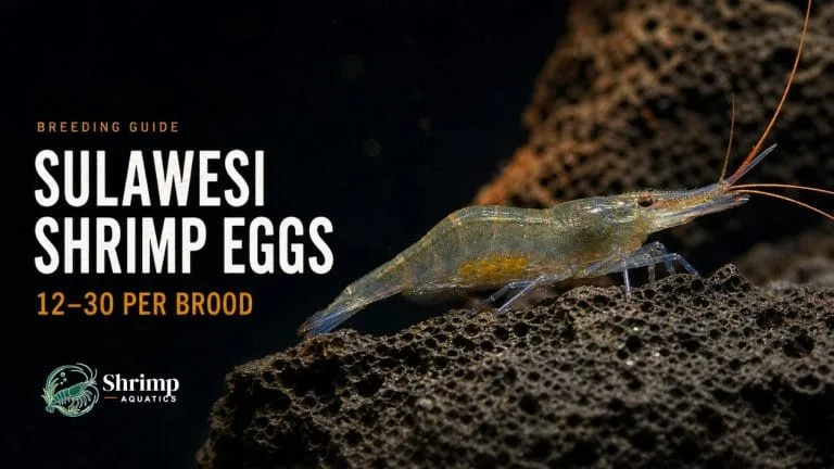 How Many Eggs Does a Female Sulawesi Shrimp Carry per Brood?