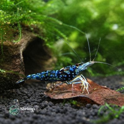 Sulawesi Blue Ghost