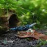 Sulawesi Blue Ghost