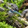 Sulawesi Blue Ghost (Caridina dennerli)