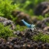 Sulawesi Blue Ghost (Caridina dennerli)