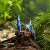 Sulawesi Blue Ghost (Caridina dennerli)