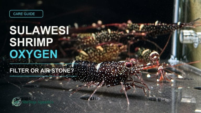 Do Sulawesi Shrimp Need an Air Stone or Is a Filter Enough?