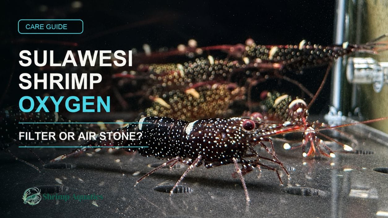 Do Sulawesi Shrimp Need an Air Stone or Is a Filter Enough?