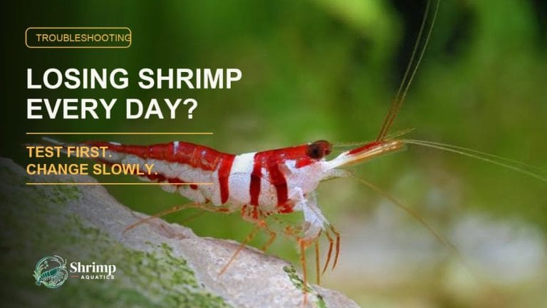 Why Are My Sulawesi Shrimp Dying Off a Few Each Day?