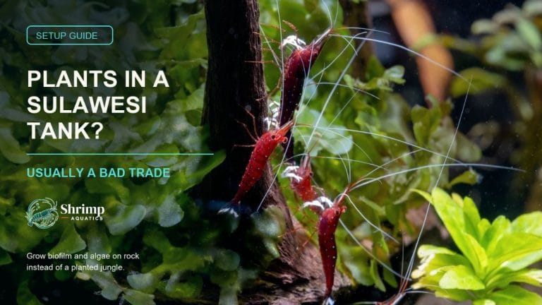 Should you grow aquatic plants in a Sulawesi Shrimp Tank?