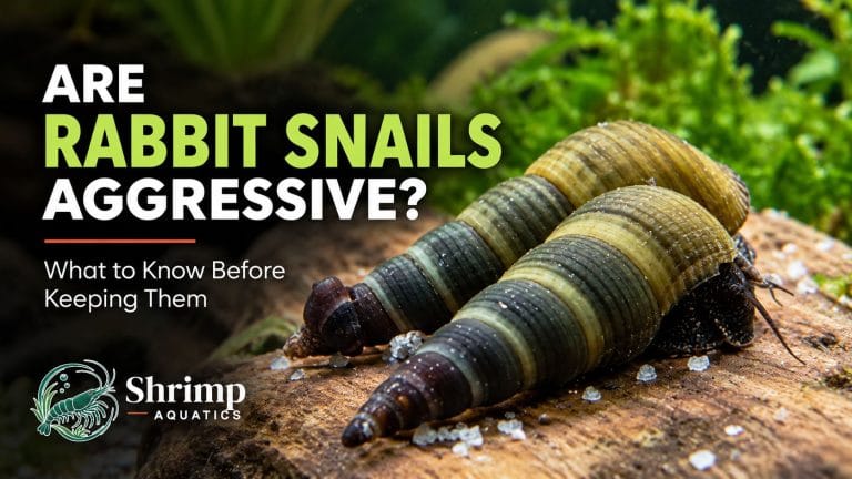 Are Rabbit Snails Aggressive