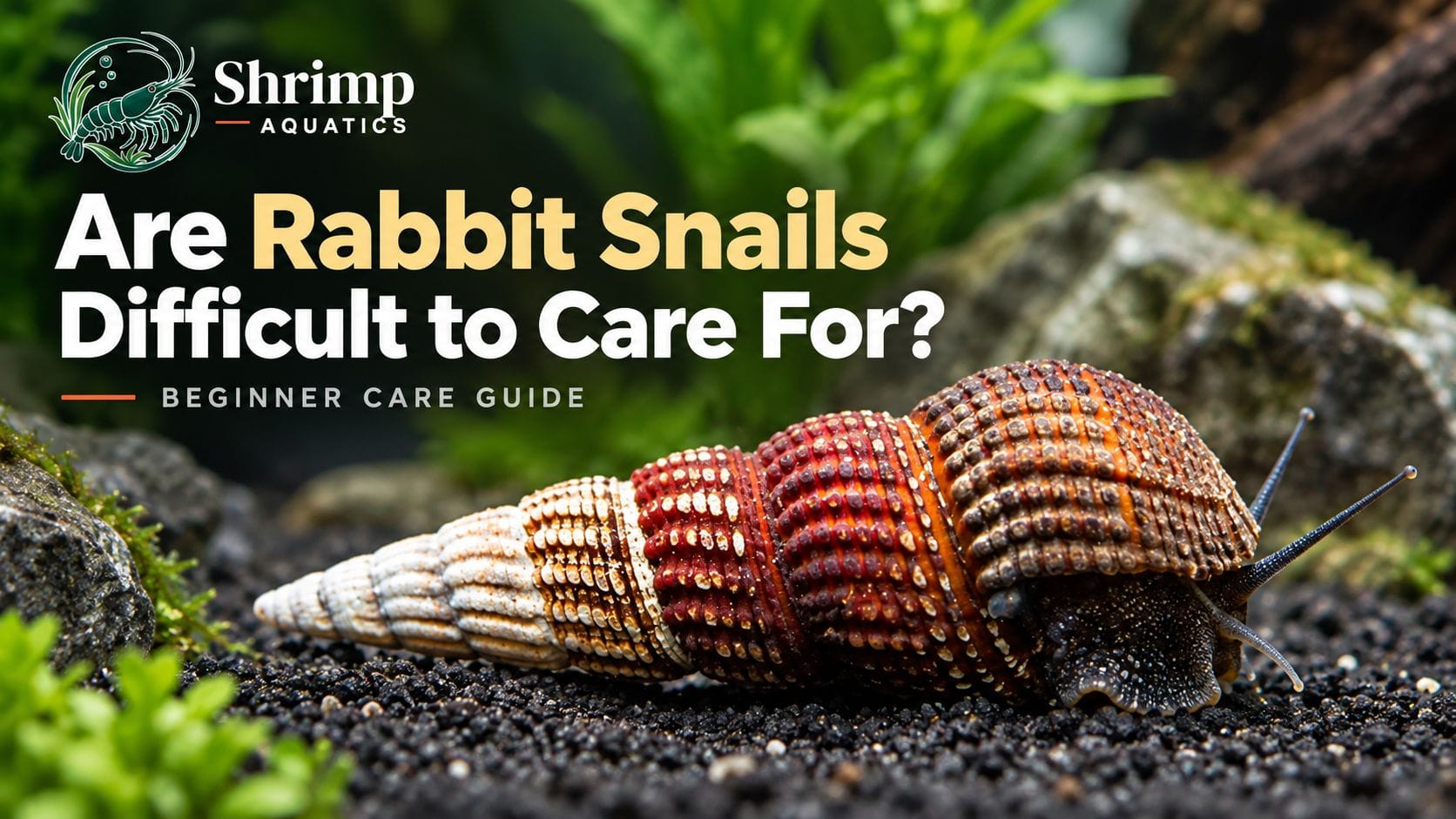Are Rabbit Snails Difficult to Care For?