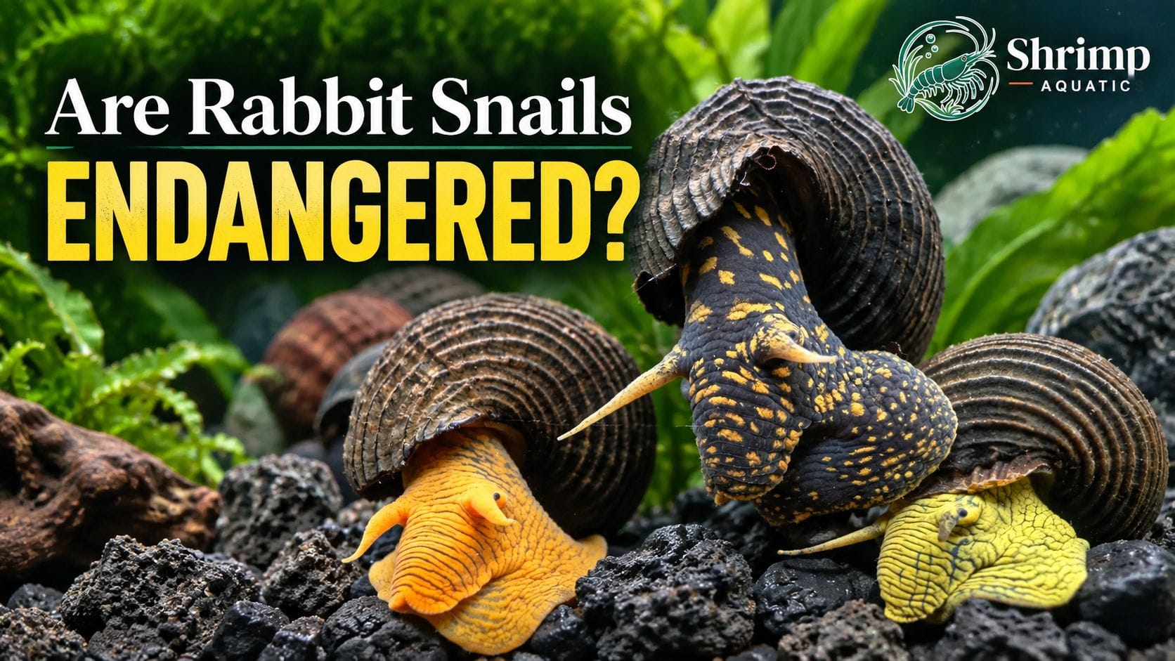 Are Rabbit Snails Endangered