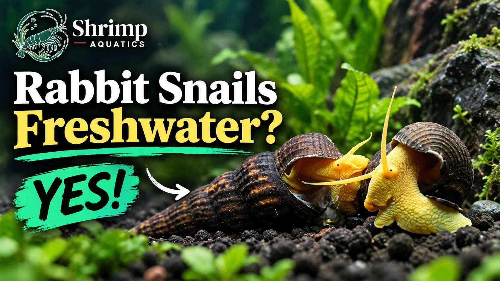 Are Rabbit Snails Freshwater Snails