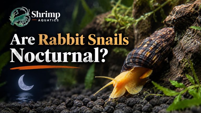 Are Rabbit Snails Nocturnal