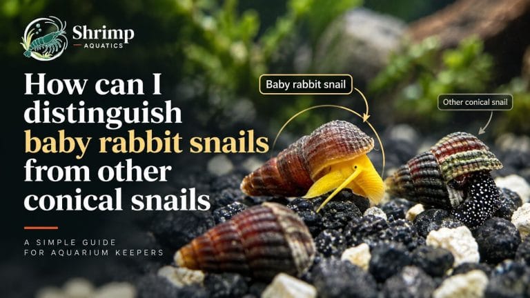 How can I distinguish baby rabbit snails from other conical snails