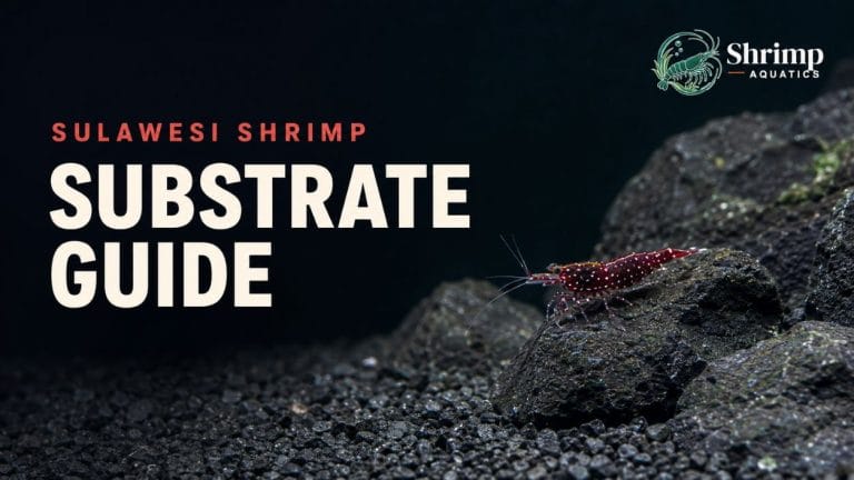 Best Substrate for Sulawesi Shrimp: Inert, Dark and Laid Thin