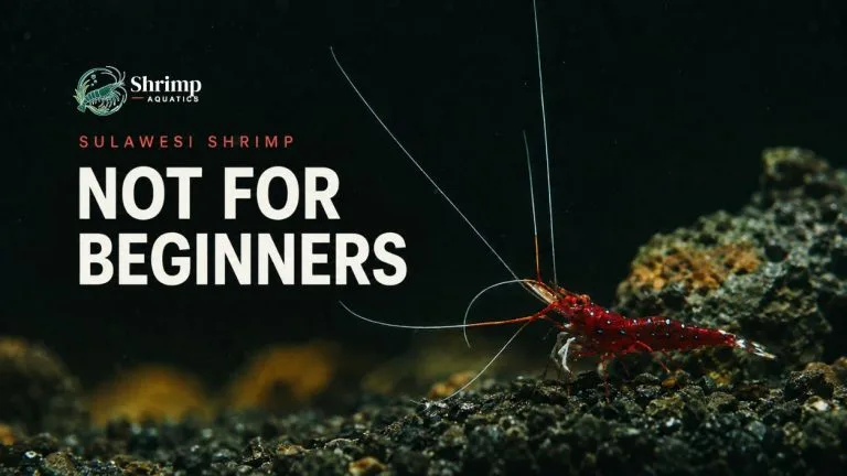 Which Sulawesi Shrimp Is Best for Beginners?