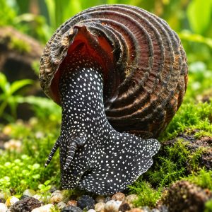 Black Spotted Rabbit Snail (Tylomelania sp.)