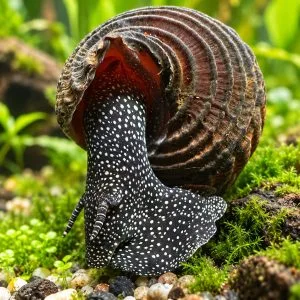 Black Spotted Rabbit Snail Black Spotted Rabbit Snail (Tylomelania sp.)