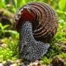 Black Spotted Rabbit Snail