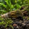 Black Tominanga Rabbit Snail