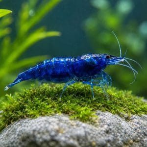 Blue Dream Shrimp (Neocaridina davidi)