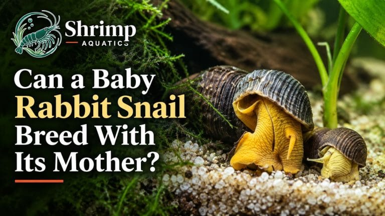Can a Baby Rabbit Snail Breed With Its Mother?