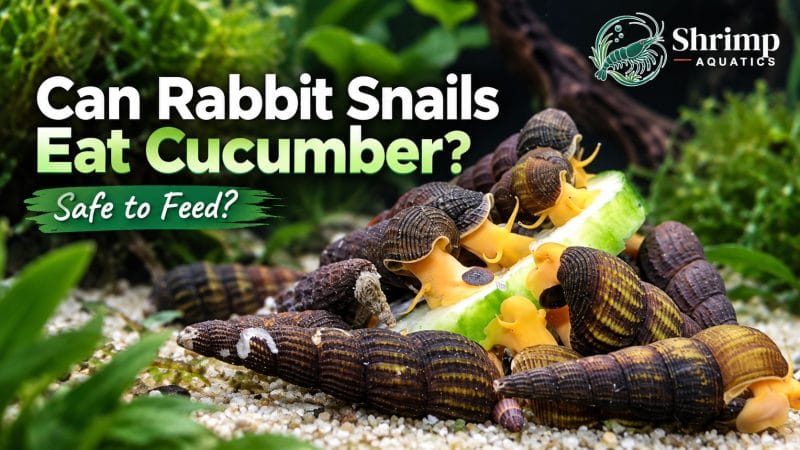 Can Rabbit Snails Eat Cucumber?