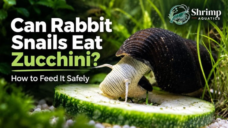 Can Rabbit Snails Eat Zucchini
