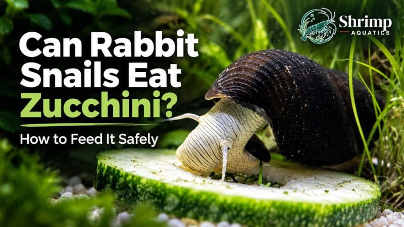 Can Rabbit Snails Eat Zucchini