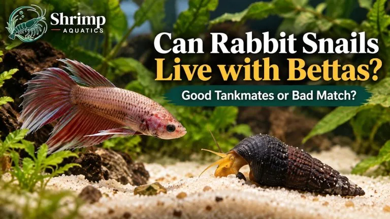 Can Rabbit Snails Live with Bettas