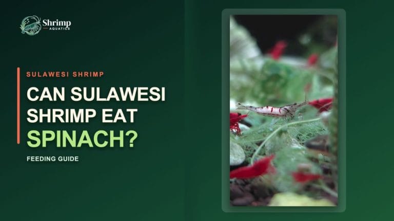 Can Sulawesi Shrimp Eat Spinach?