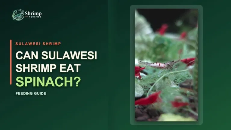 Can Sulawesi Shrimp Eat Spinach?