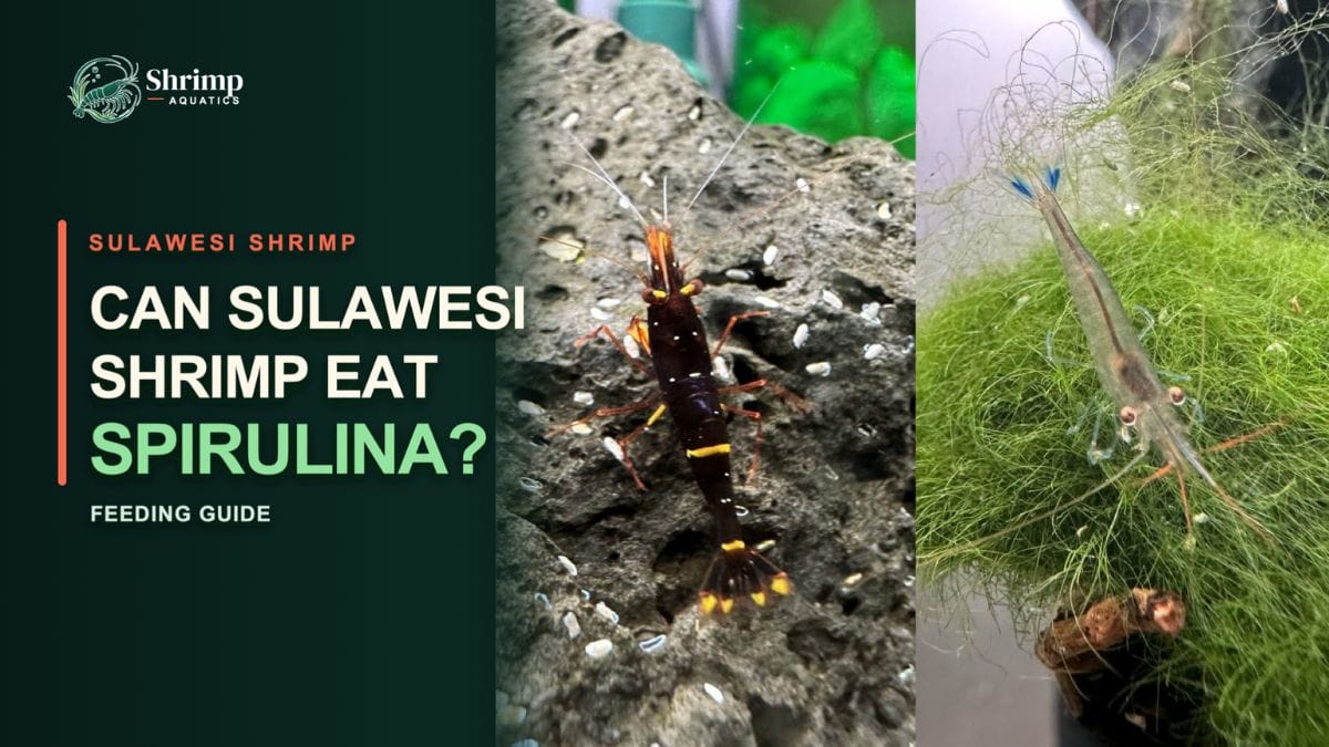 Can Sulawesi Shrimp Eat Spirulina?