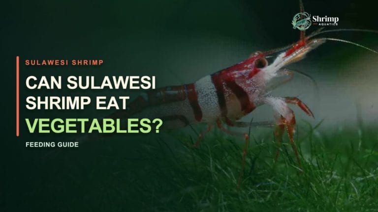 Can Sulawesi Shrimp Eat Vegetables?