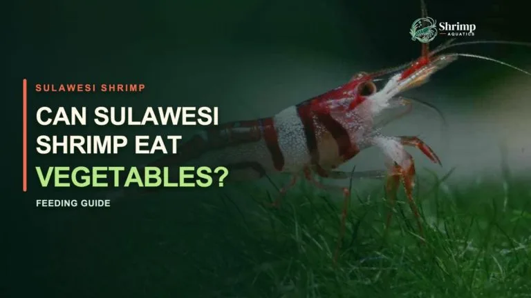Can Sulawesi Shrimp Eat Vegetables?