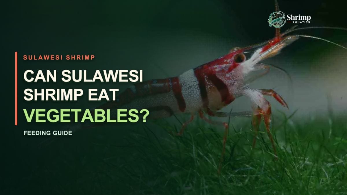 Can Sulawesi Shrimp Eat Vegetables?