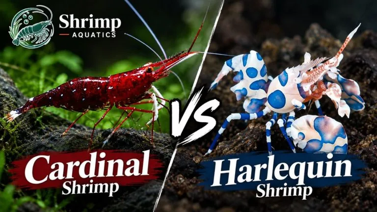 Cardinal Shrimp vs Harlequin Shrimp