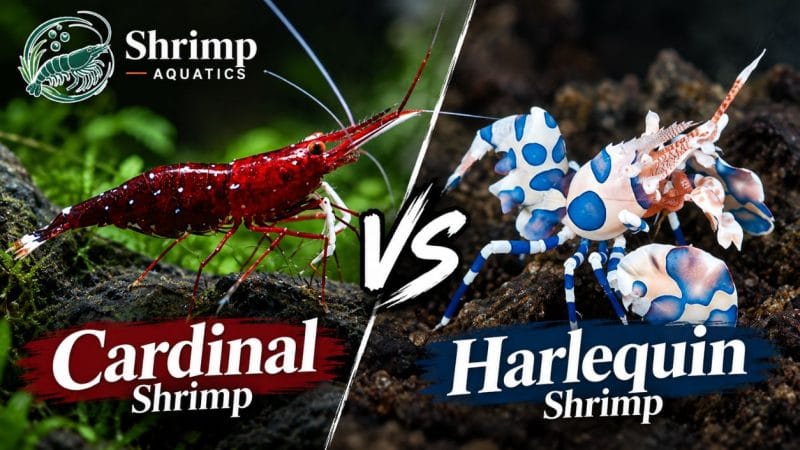 Cardinal Shrimp vs Harlequin Shrimp