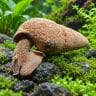 Chocolate Striped Rabbit Snail