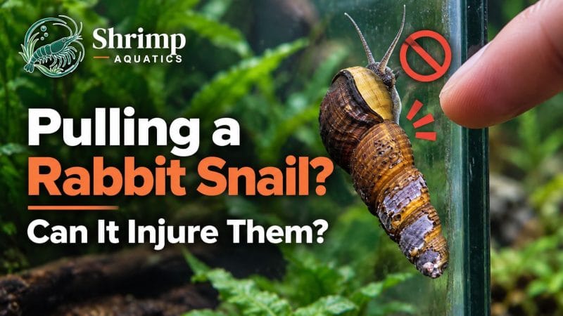 Could forcibly pulling a rabbit snail from glass injure it