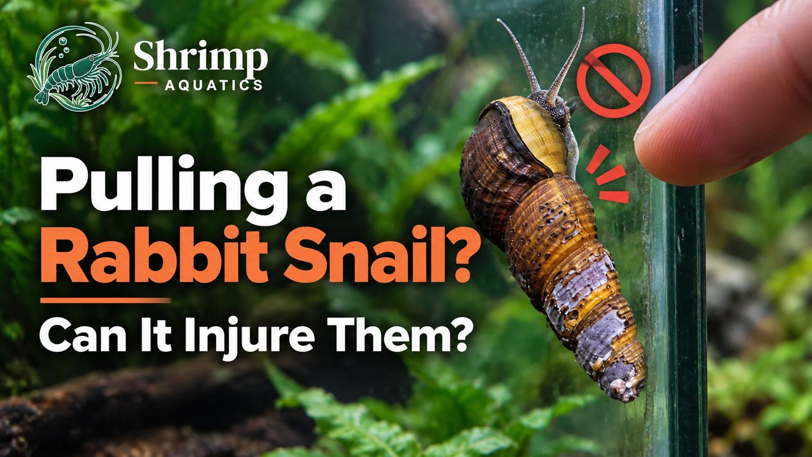 Could forcibly pulling a rabbit snail from glass injure it