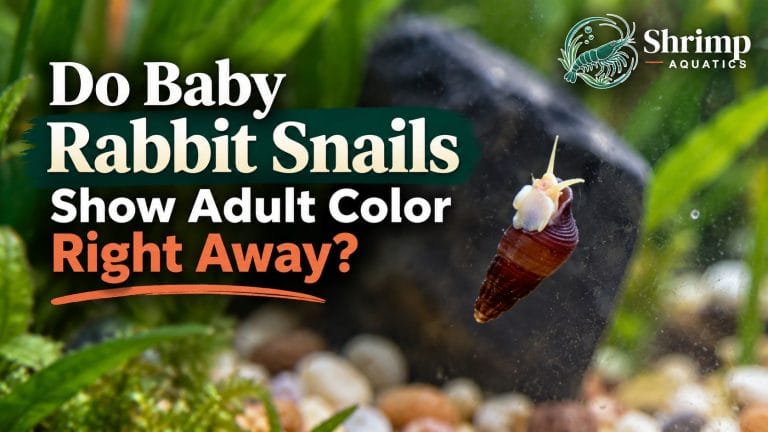 Do Baby Rabbit Snails Show Adult Color Right Away?