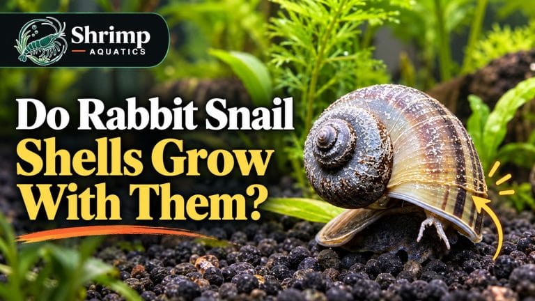 Do Rabbit Snail Shells Grow With Them