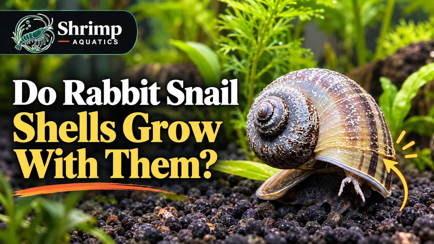 Do Rabbit Snail Shells Grow With Them